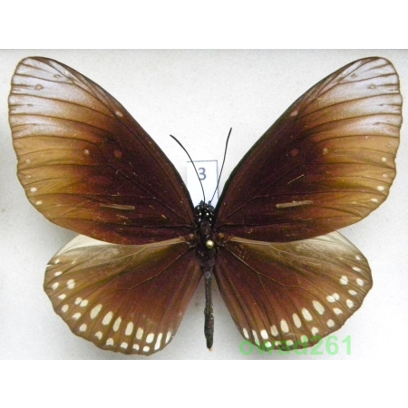 Euploea sp. male Malaysia 78mm3
